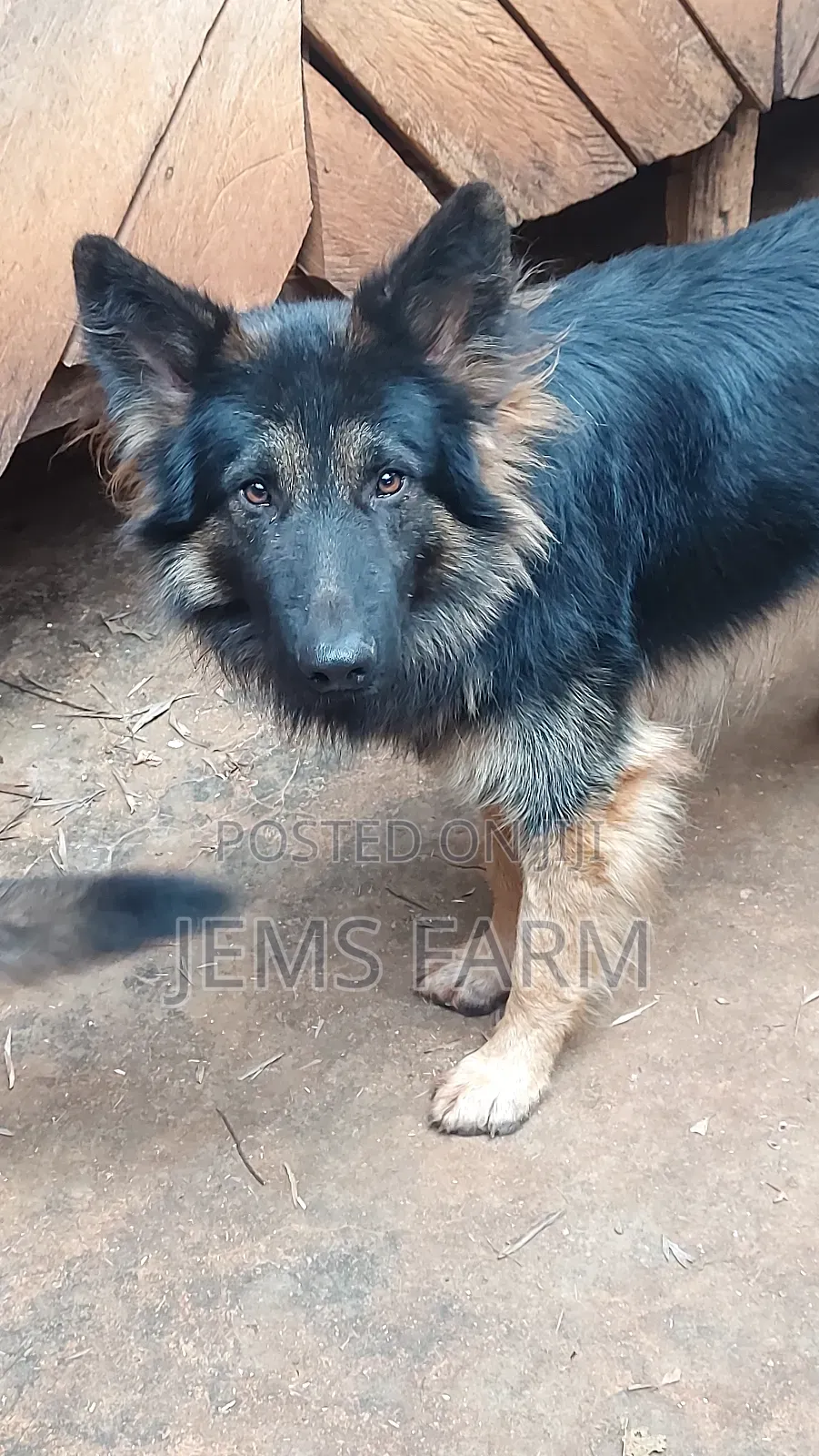 1 Year Old German Shepherd Female Vaccination Upto Date