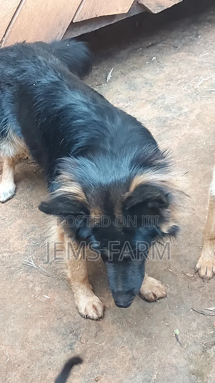 1 Year Old German Shepherd Female Vaccination Upto Date