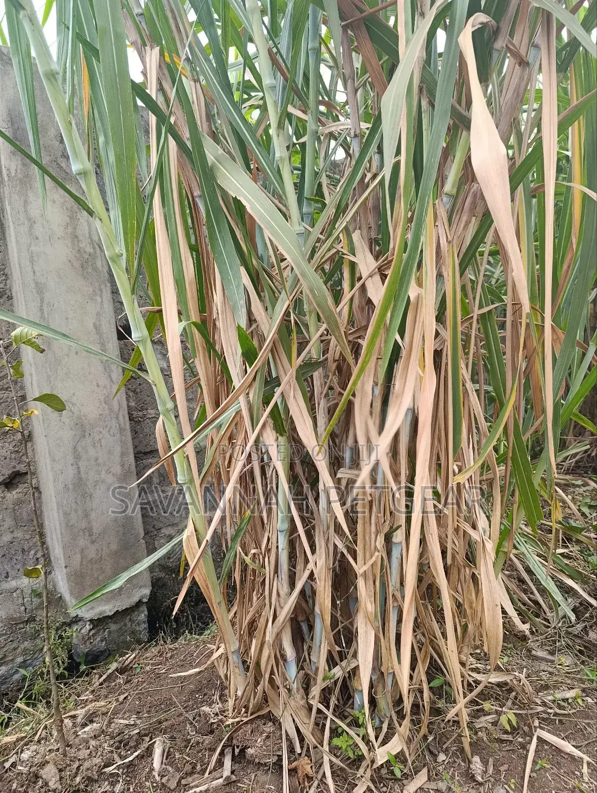 Super Napier (Pakchong 1) Hybrid F1 Napier Grass Cuttings