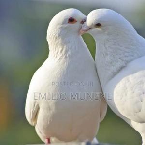 Doves/Pigeon - main view