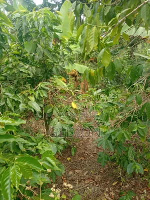 Land Wit Coffee for Sale