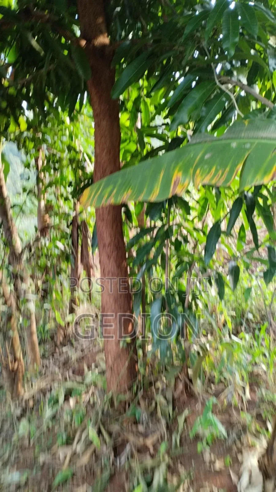 Land Wit Coffee for Sale