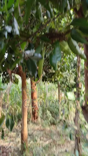 Land Wit Coffee for Sale