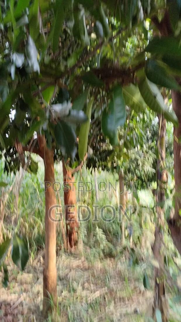 Land Wit Coffee for Sale - thumbnail 5