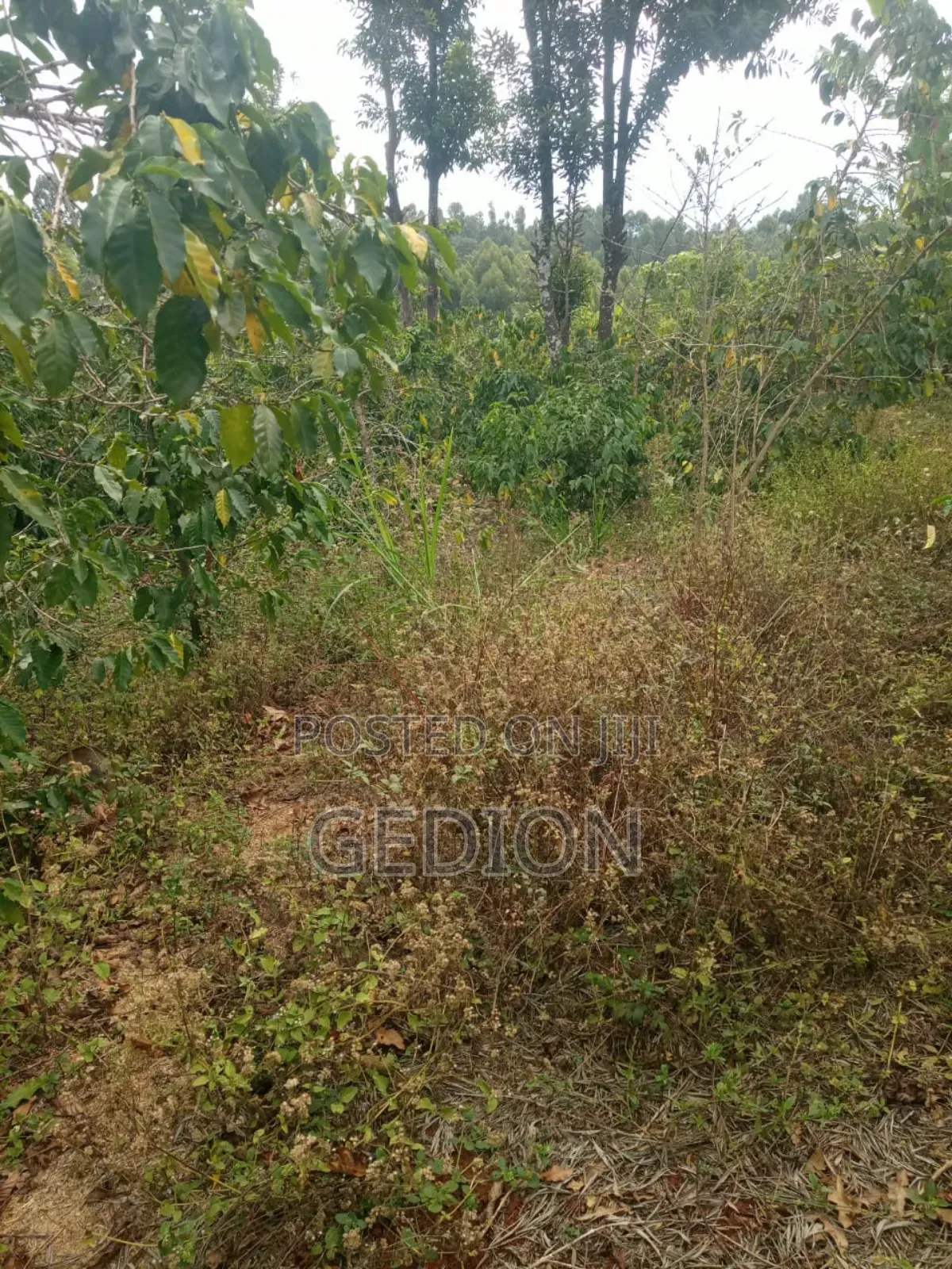 Land Wit Coffee for Sale