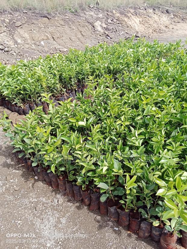 Pixie Original Seedlings