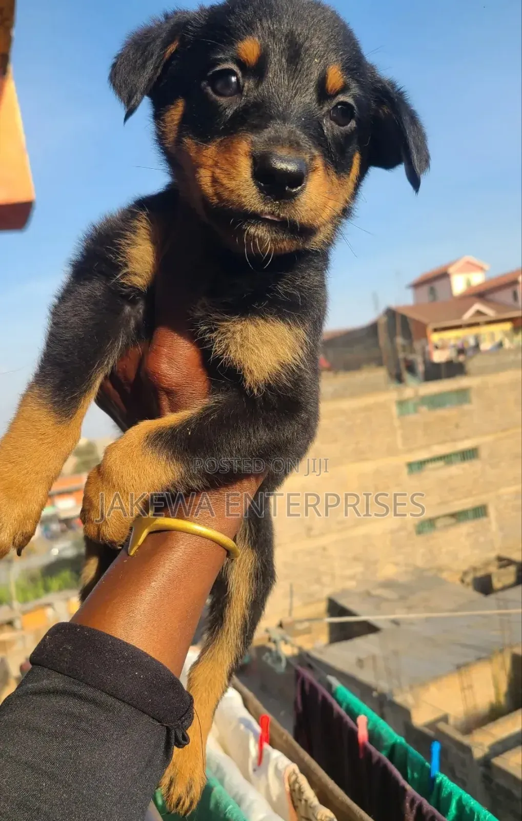 1-3 months Male Purebred Rottweiler