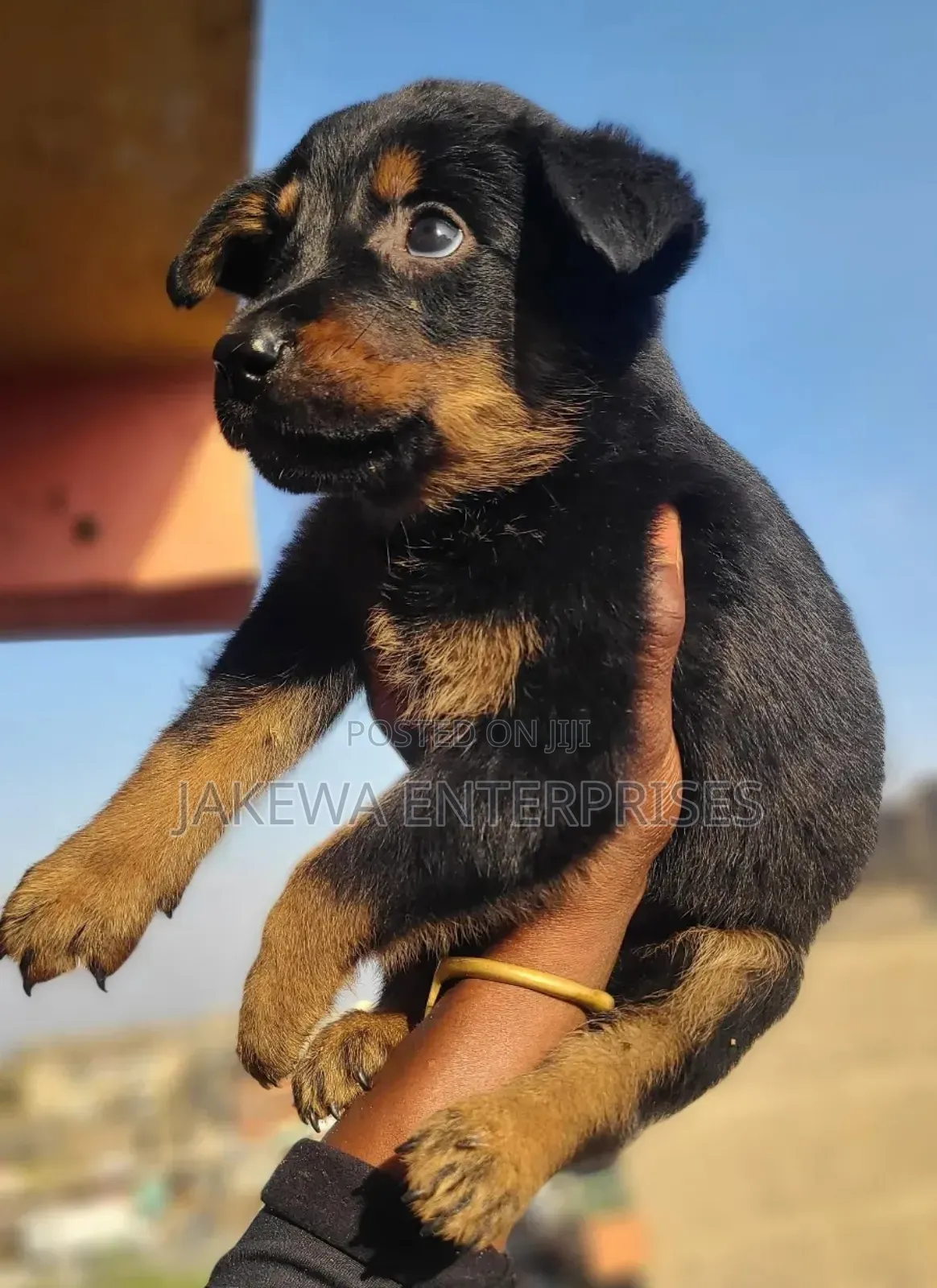 1-3 months Male Purebred Rottweiler