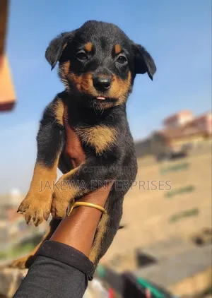 1-3 months Female Purebred Rottweiler