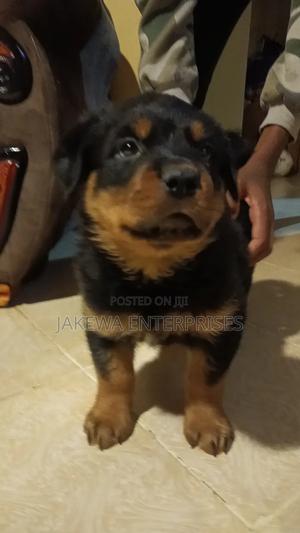 1-3 months Male Purebred Rottweiler - thumbnail 2