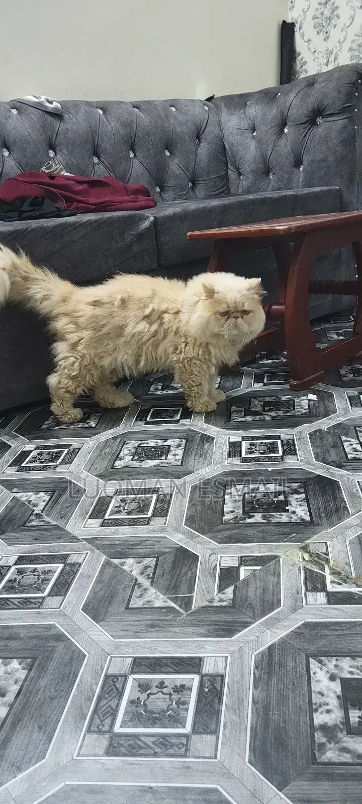 6-12 months Male Purebred Persian