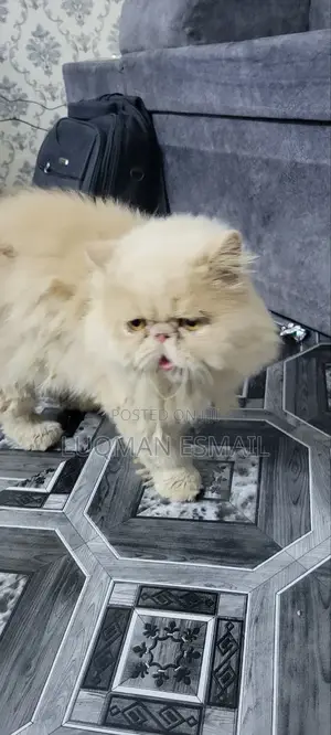 6-12 months Male Purebred Persian