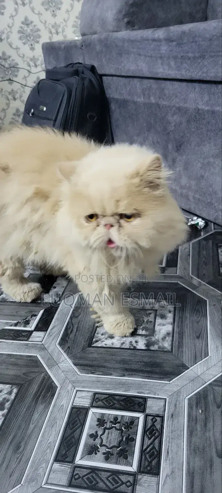 6-12 months Male Purebred Persian