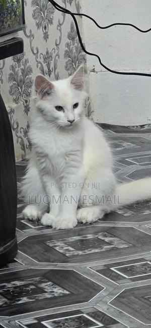 1-3 months Female Purebred Maine Coon - thumbnail 2