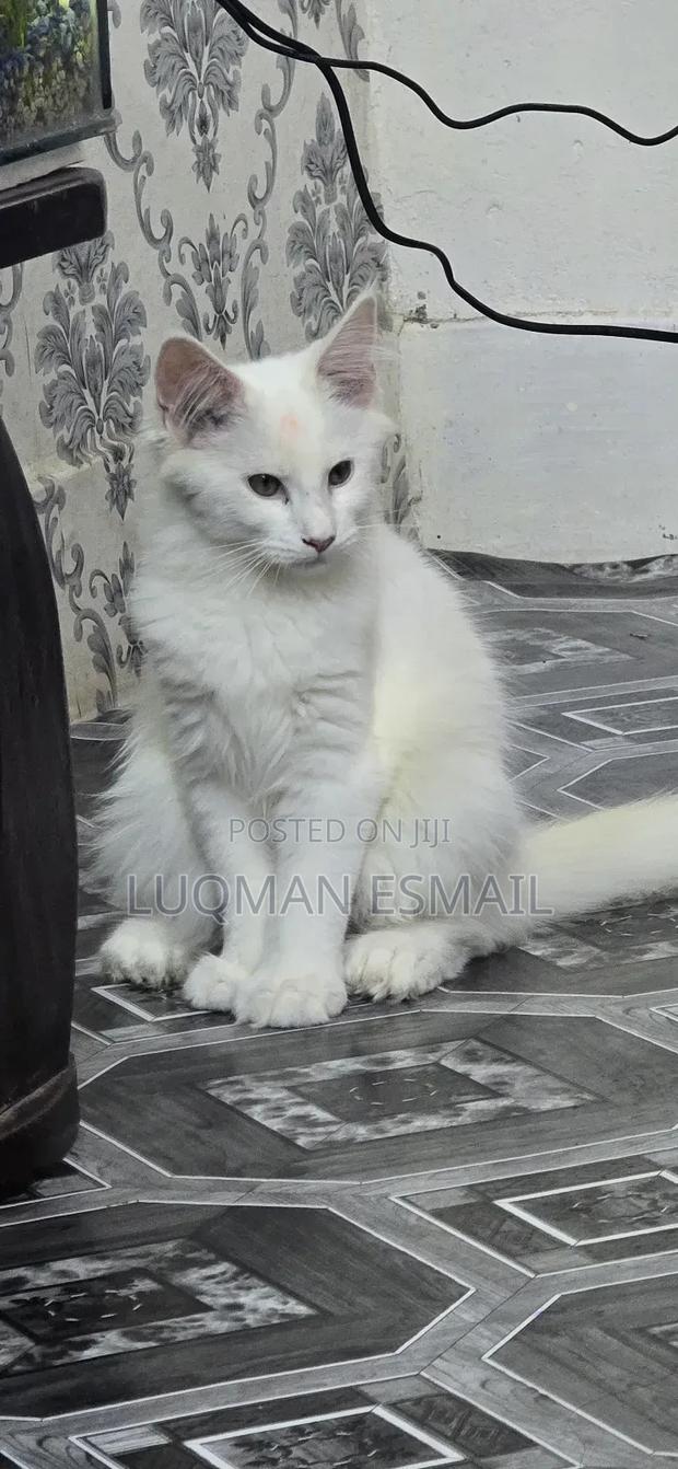 1-3 months Female Purebred Maine Coon - main view