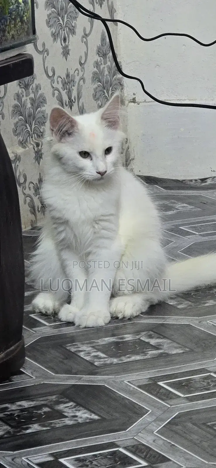 1-3 months Female Purebred Maine Coon