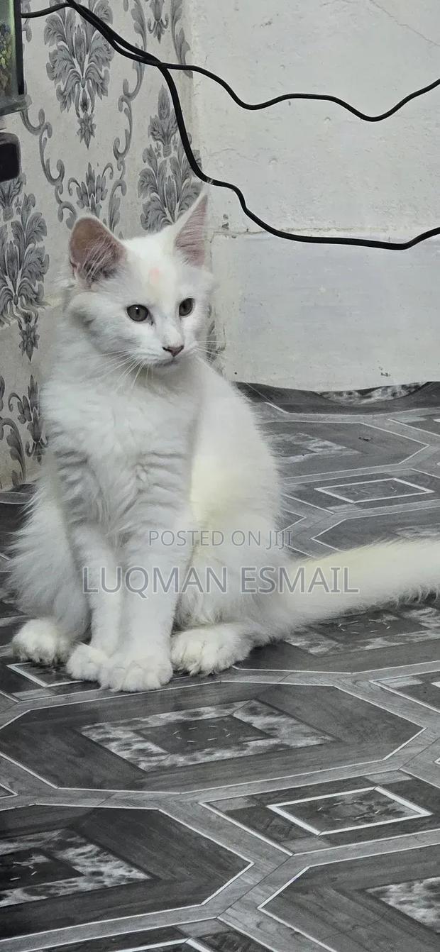 1-3 months Female Purebred Maine Coon - thumbnail 3