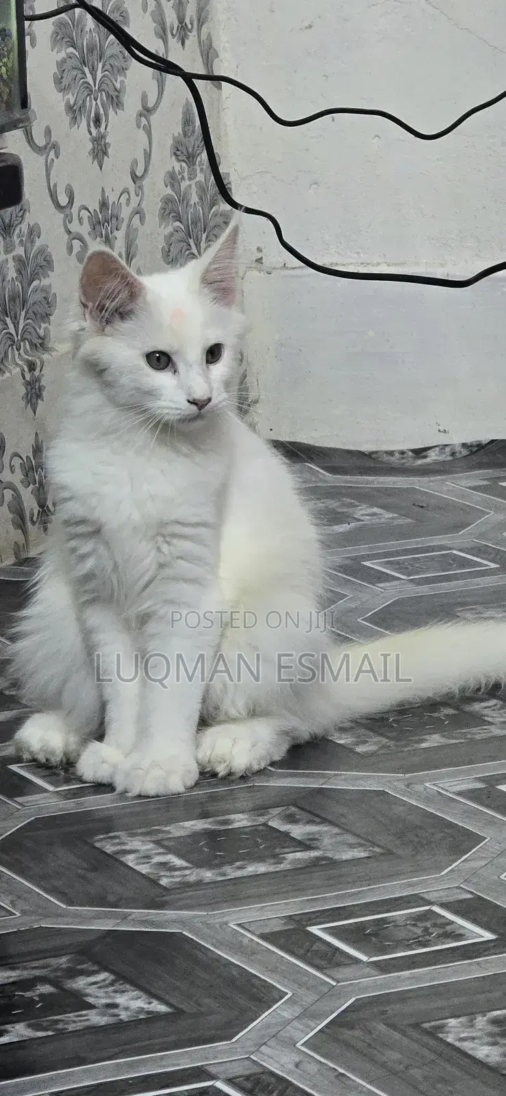 1-3 months Female Purebred Maine Coon