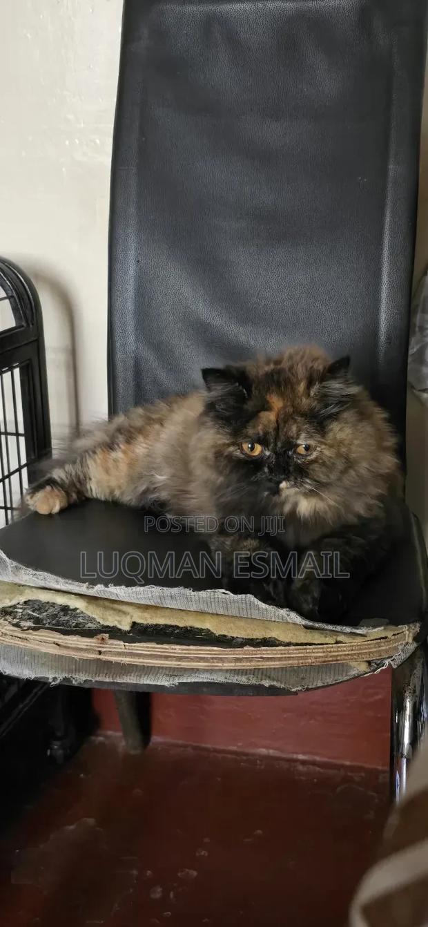 3-6 months Male Purebred Persian