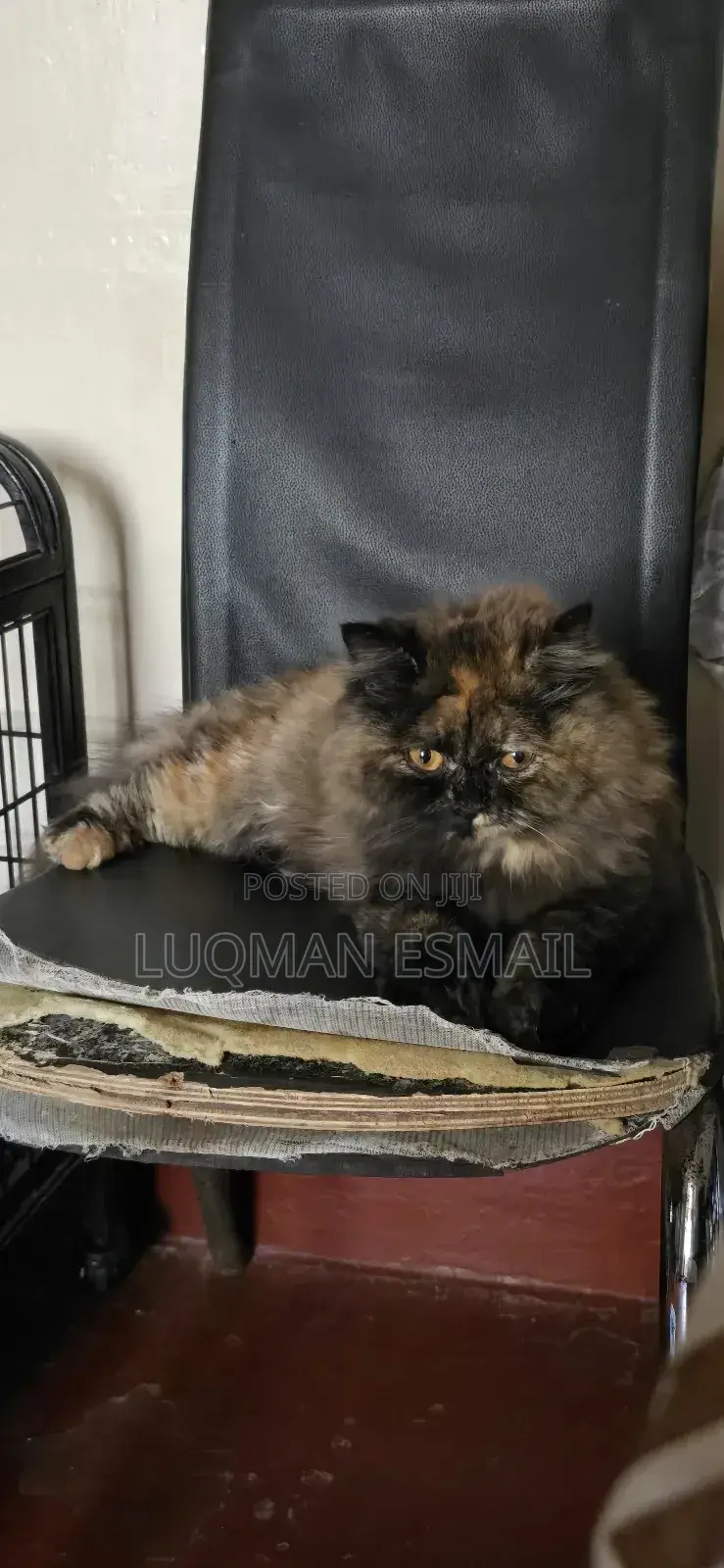 3-6 months Male Purebred Persian