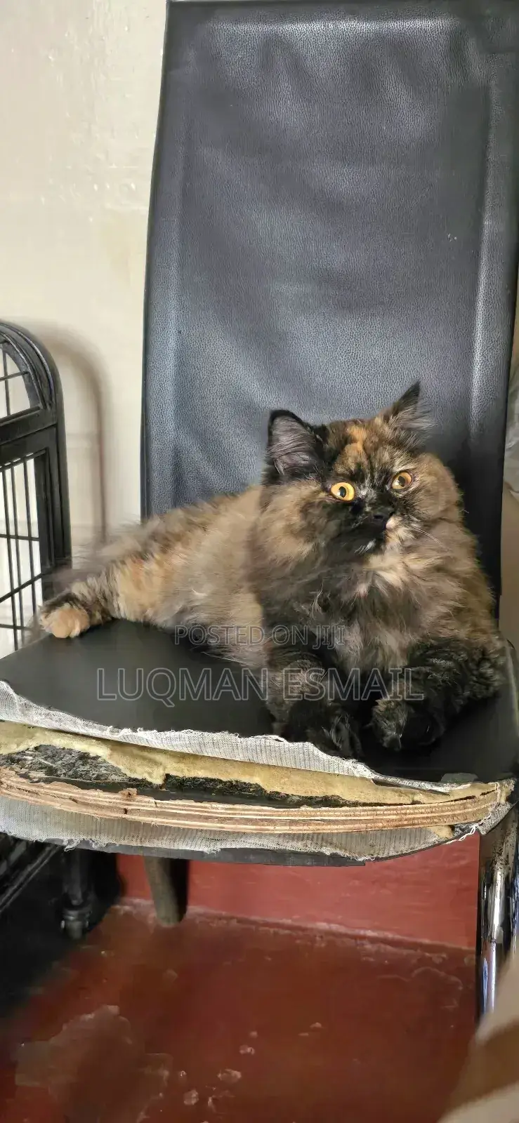 3-6 months Male Purebred Persian