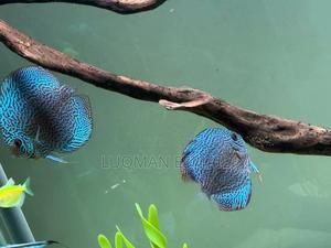 Discuss Fish, Breeding Pair - thumbnail 2