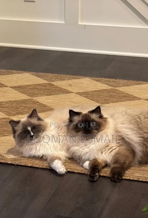 3-6 months Female Purebred Himalayan