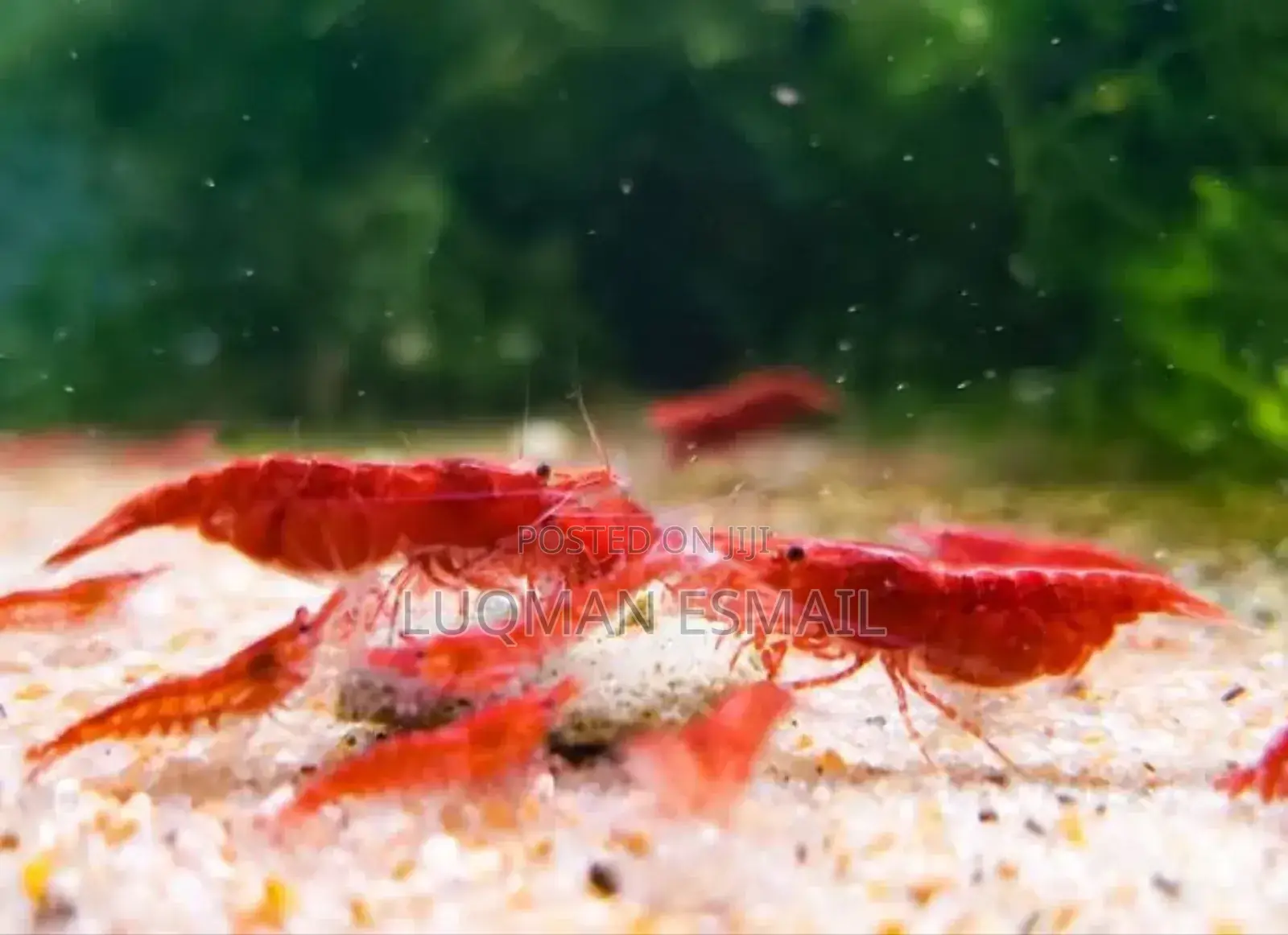 Cherry Shrimps Available