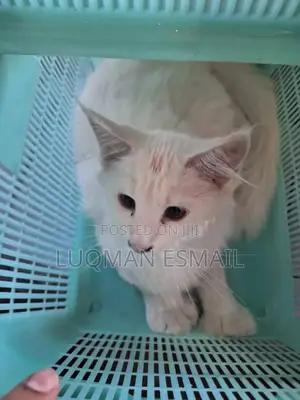 1-3 months Male Purebred Maine Coon