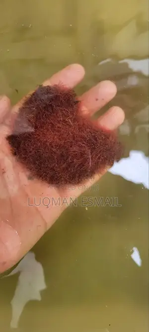 Live Worms, Bloodworms, Tubifex,Artemia