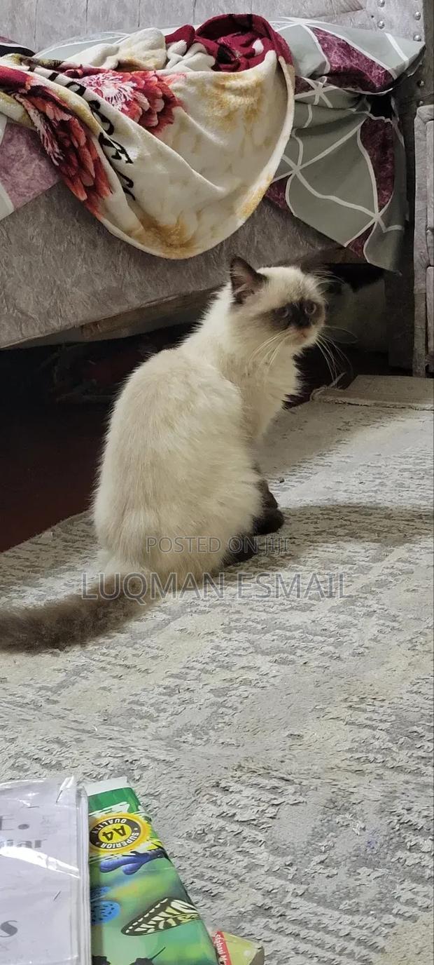 6-12 months Male Purebred Himalayan - main view