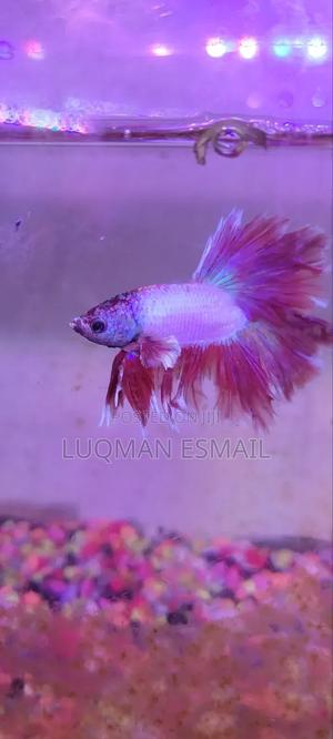 Betta Fish Siamese Fighters - thumbnail 2