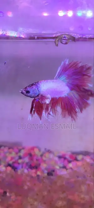 Betta Fish Siamese Fighters