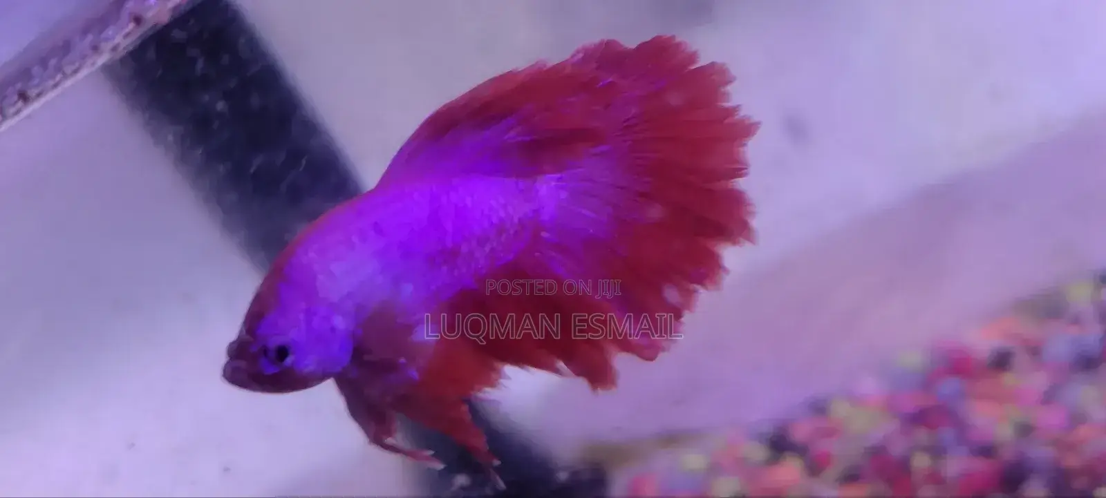 Betta Fish Siamese Fighters