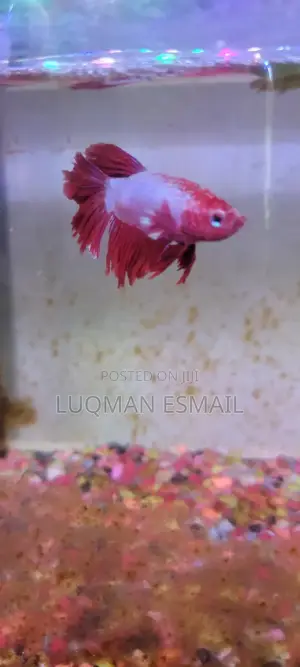 Betta Fish Siamese Fighters