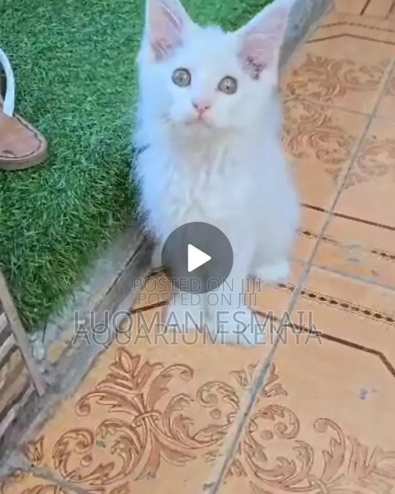 1-3 months Male Purebred Maine Coon