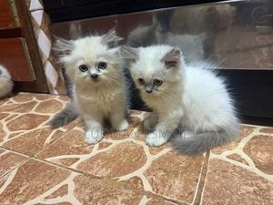 0-1 month Male Purebred Himalayan - thumbnail 2