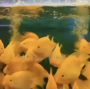 Oscars and Flowerhorns