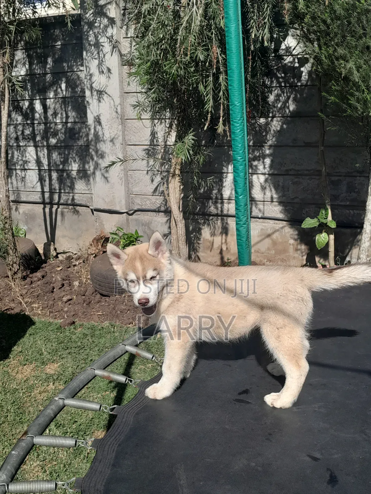 1-3 months Male Purebred Siberian Husky