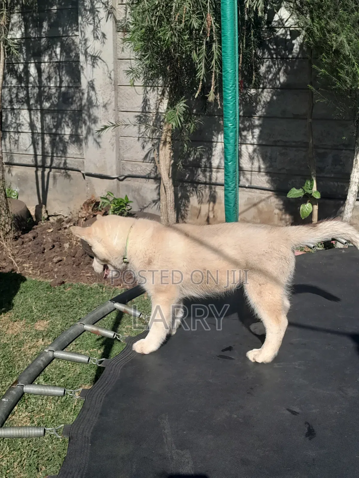 1-3 months Male Purebred Siberian Husky