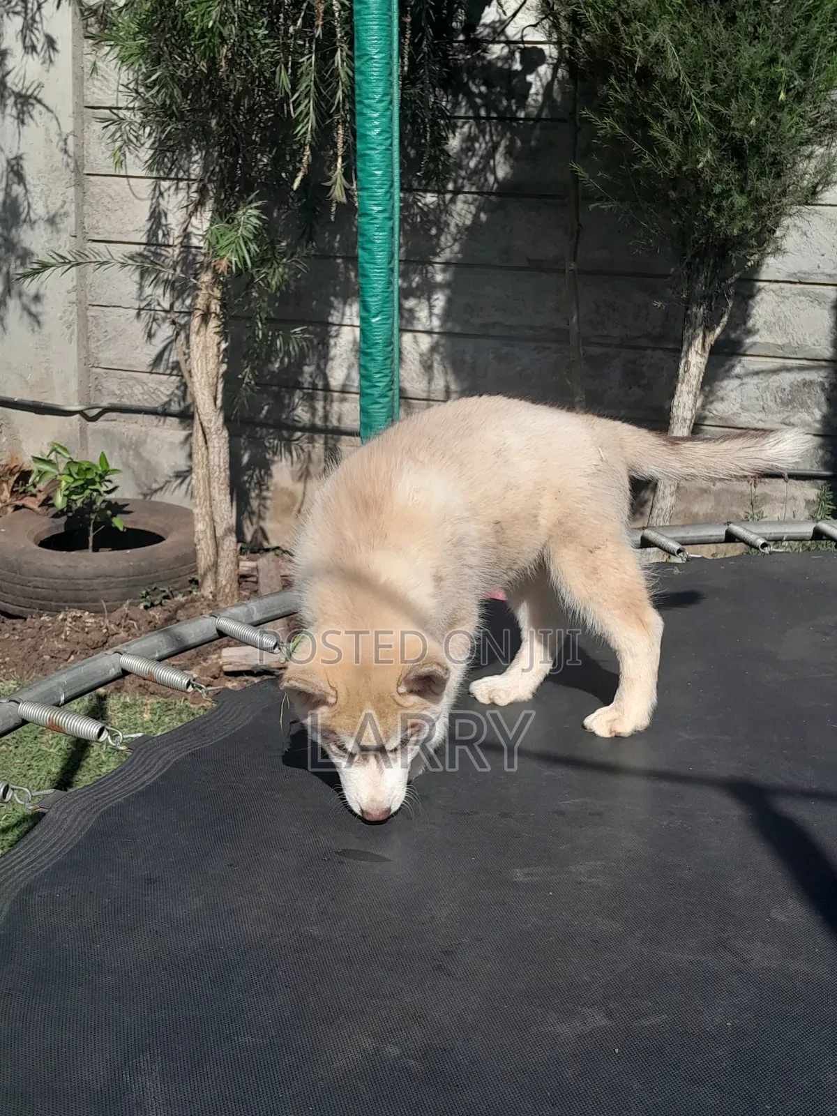 1-3 months Male Purebred Siberian Husky