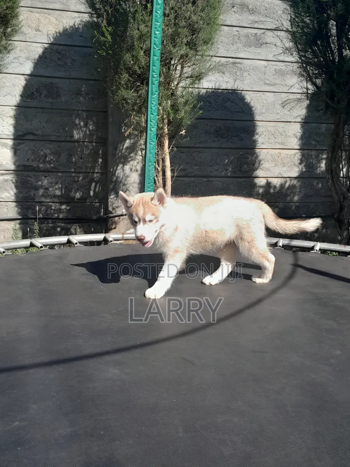 1-3 months Male Purebred Siberian Husky