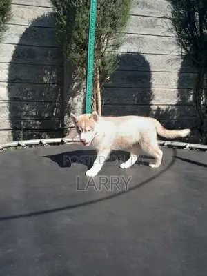 1-3 months Male Purebred Siberian Husky
