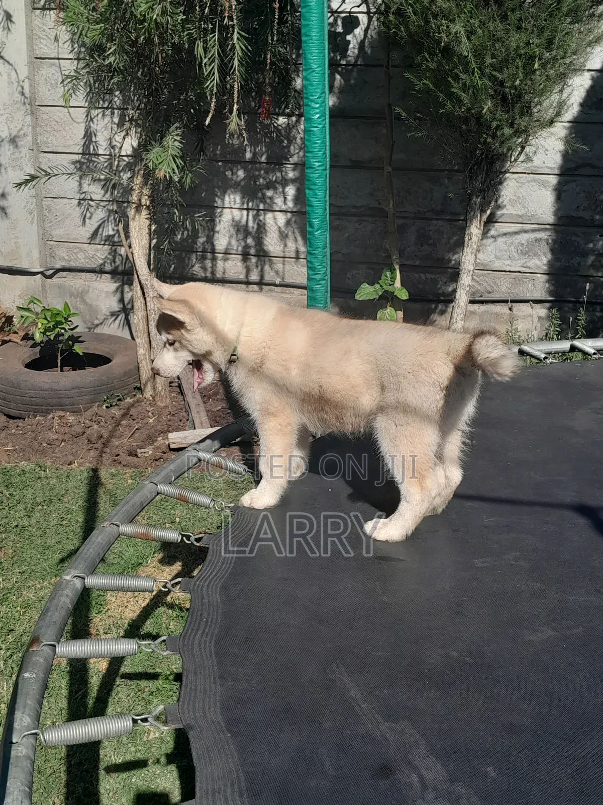 1-3 months Male Purebred Siberian Husky