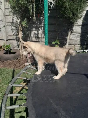 1-3 months Male Purebred Siberian Husky