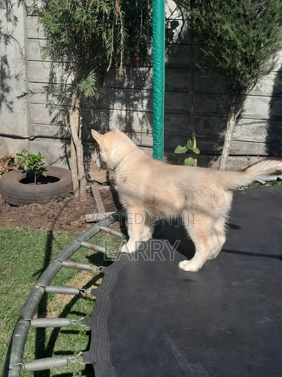 1-3 months Male Purebred Siberian Husky