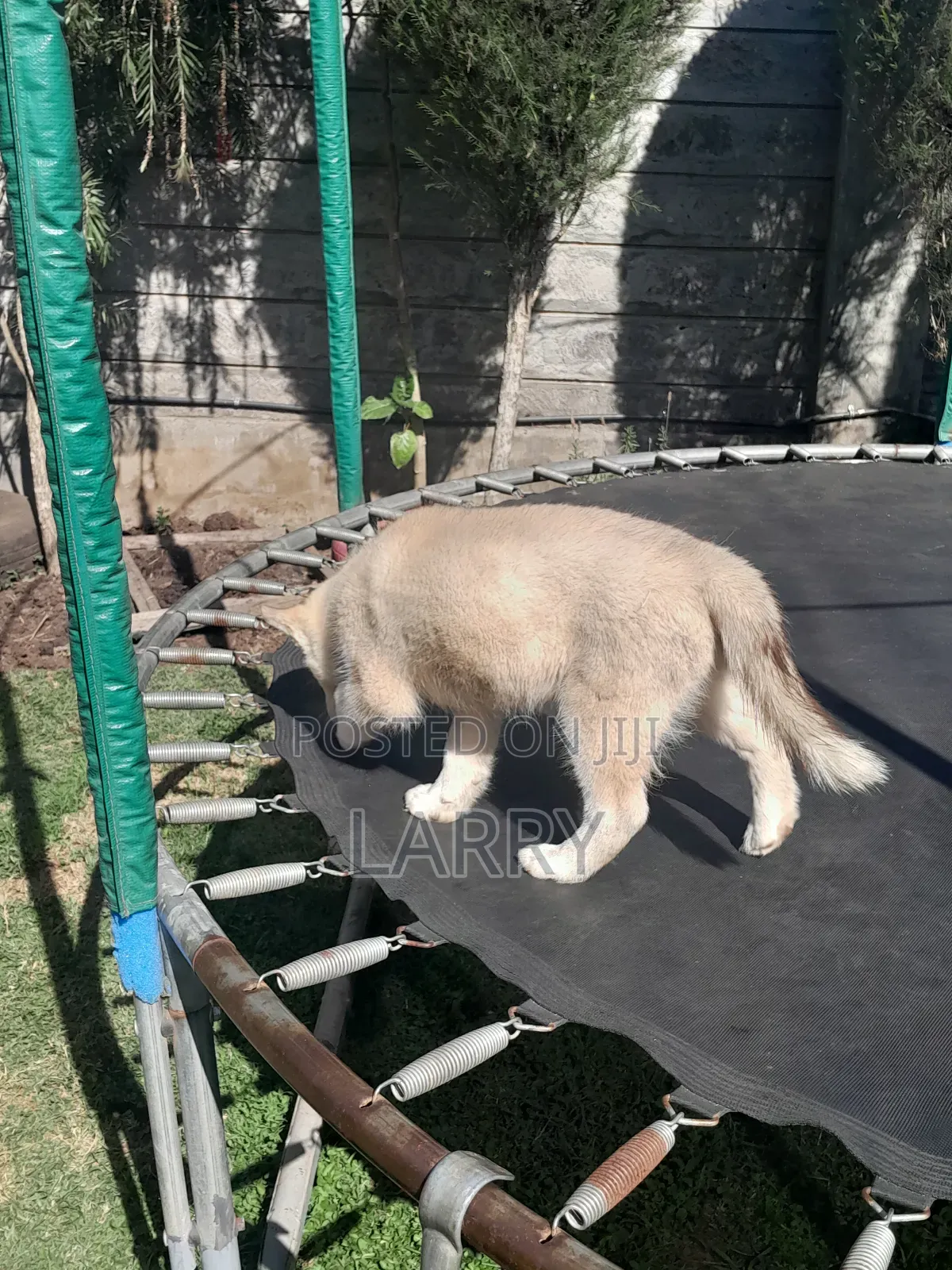 1-3 months Male Purebred Siberian Husky