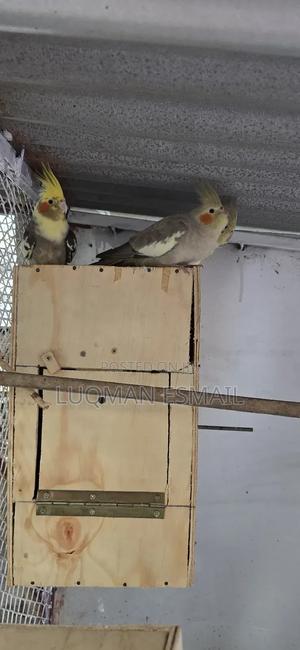 Cockatiel's - thumbnail 2