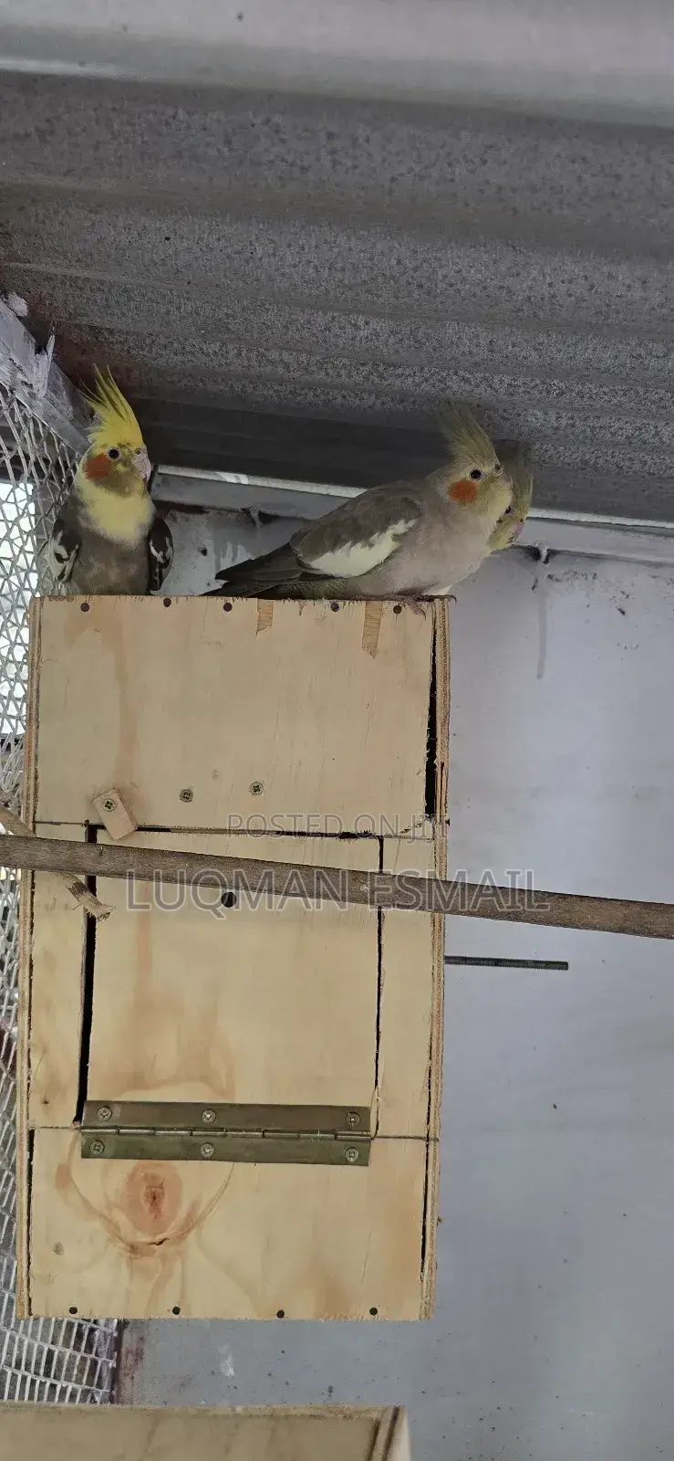 Cockatiel's