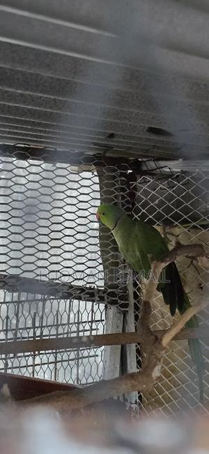 Ring Necks Green - thumbnail 2